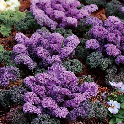 ハボタン バニー レッド