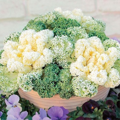 ハボタン バニー ホワイト