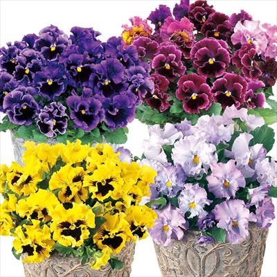 パンジー 絵になるスミレ(R) 4種混合植え 3ポット1組
