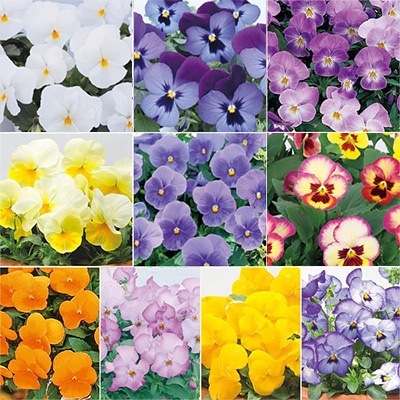 パンジー よく咲くスミレ 10種セット