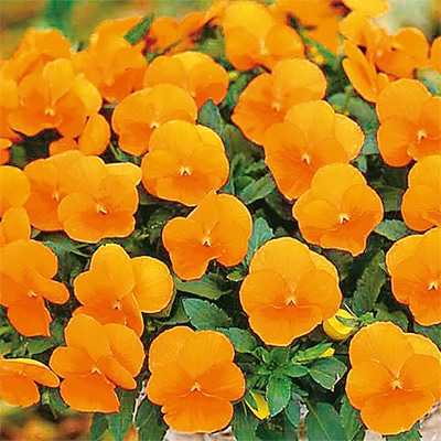 パンジー よく咲くスミレ マーマレード (ver.2)