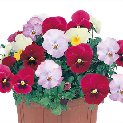 パンジー よく咲くスミレ 3種混合植え ローズ&ピンク&ホワイトセット