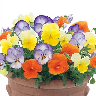 パンジー よく咲くスミレ 3種混合植え ブルー&オレンジ&イエローセット