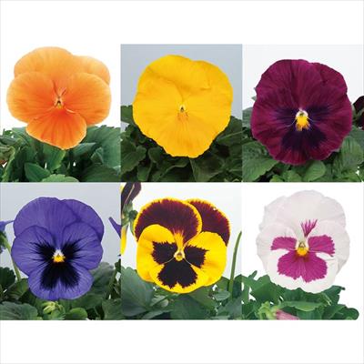 セルトップ(R)苗 パンジー パシオ(R) 6種セット