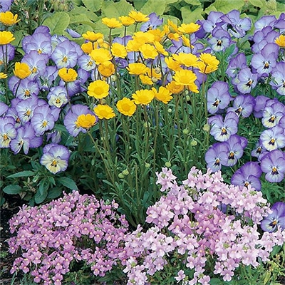 パンジー よく咲くスミレ ソーダ 寄せ植えおすすめ3種セット