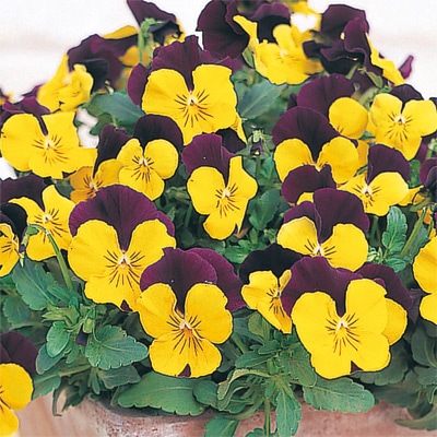 パンジー よく咲くスミレ スイートポテト