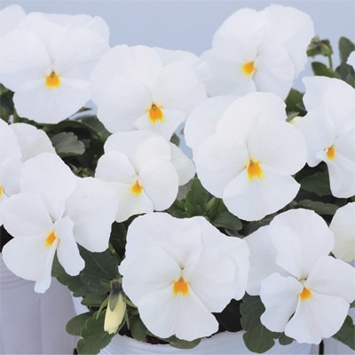 パンジー よく咲くスミレ マシュマロ