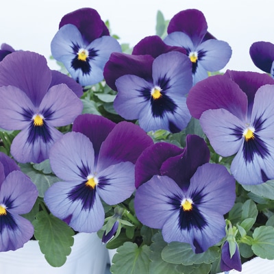 パンジー よく咲くスミレ ラムレーズン