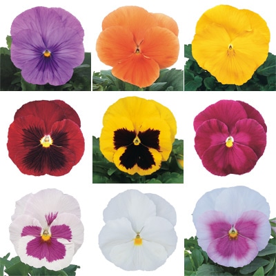 パンジー パシオ(R) スペシャルミックス