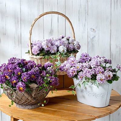 ビオラ ポンゼヴェールCOCO 見計らい