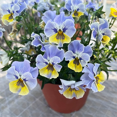 ビオラ ラ・カゼッタ ブルーフリル