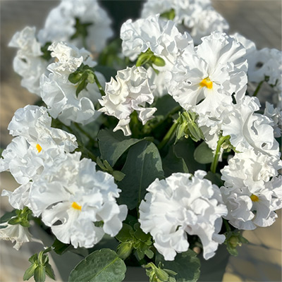 パンジー プチトリアノン ウェディングドレス 見計らいミックス