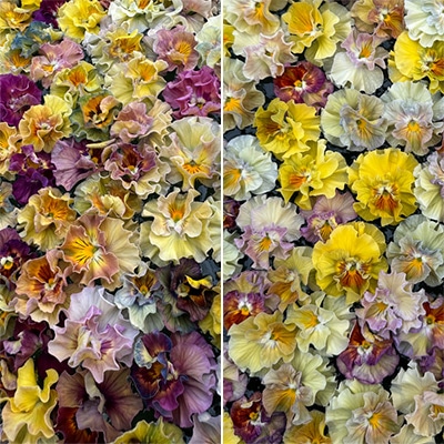 ビオラ アイクルール 見計らいミックス