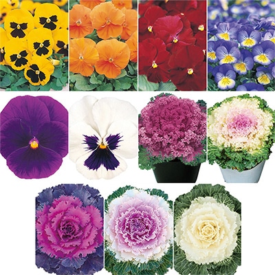 セルトップ（R）苗 パンジー・ハボタンバラエティーセット