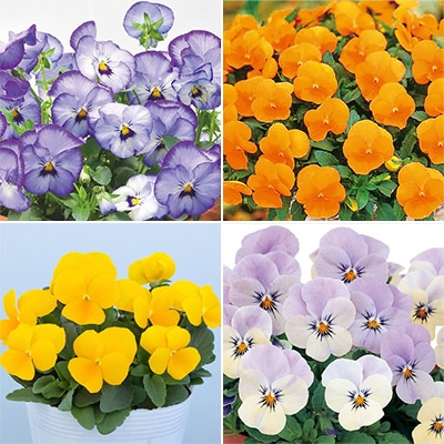 パンジー・ビオラ お買い得Bセット