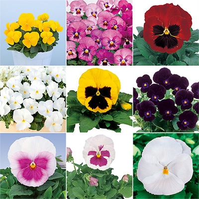 パンジー・ビオラ お買い得Cセット