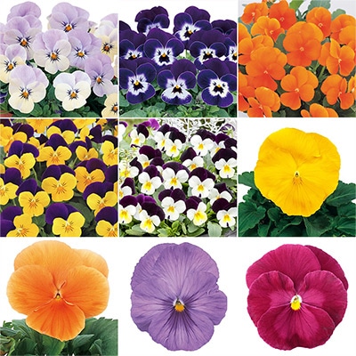 パンジー・ビオラ お買い得Dセット