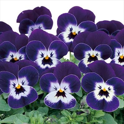 ビオラ ピエナ(R) パープルピコティー