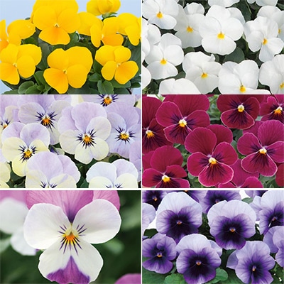 セルトップ(R)苗 ビオラ 人気カラー 6種セット