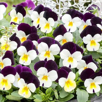 ビオラ ピエナ(R) ホワイトジャンプアップ