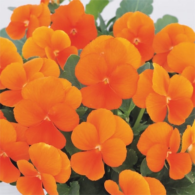 ビオラ ピエナ(R) オレンジ （ver.2）