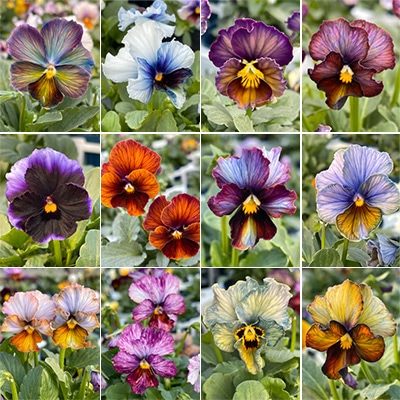 ビオラ ヌーヴェルヴァーグ 見計らいミックス