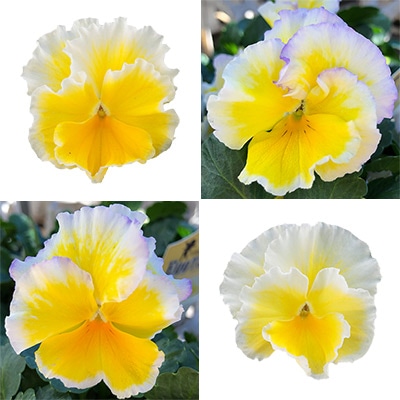 ビオラ エッグタルト 見計らいミックス