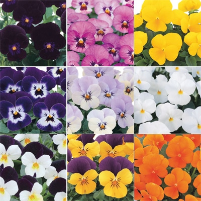 ビオラ ピエナ(R) スペシャルミックス