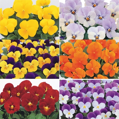 セルトップ(R)苗 ビオラ ピエナ(R) 人気カラー 6種セット