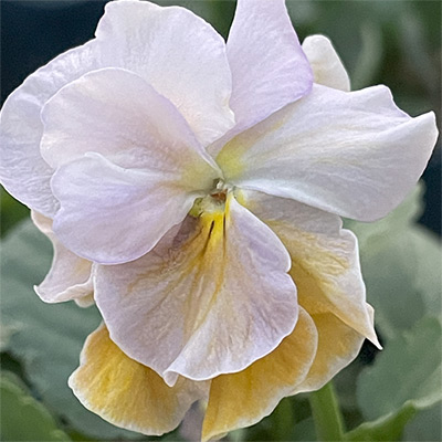 ビオラ プチトリアノン ローランサングレー 見計らいミックス