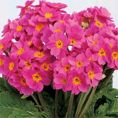 ガーデンプリムラ アラカルト シュシュ(R) ピンク