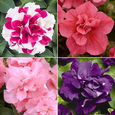連結パック苗 4月お届け ペチュニア デュオ 4種セット