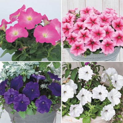 連結パック苗 4月お届け ペチュニア よく咲くペチュニア バカラiQ 4種セット