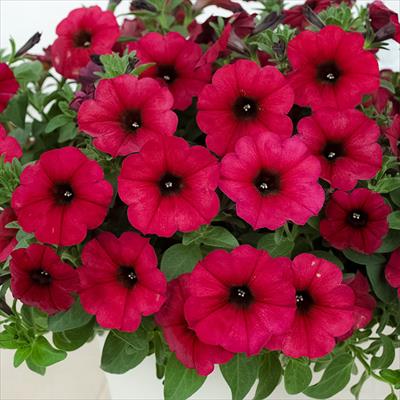 ペチュニア ビューティカル（R）ボルドー