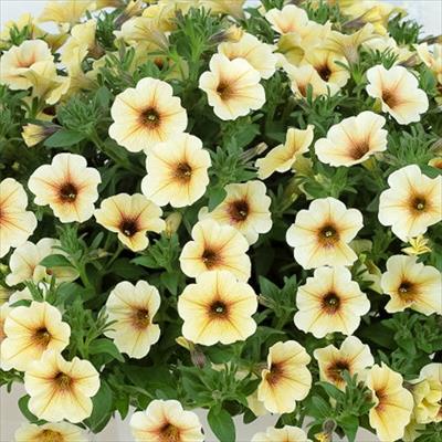 ペチュニア ビューティカル(R) フレンチバニラ