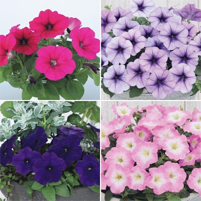 セルトップ(R)苗 6月お届け ペチュニア よく咲くペチュニア バカラiQ 4種セット