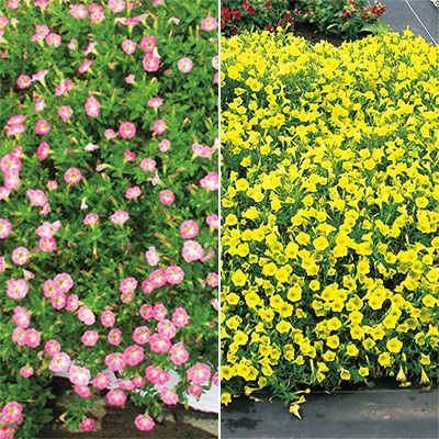 ペチュニア YES！シリーズ 2種セット