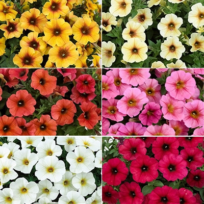 ペチュニア ビューティカル(R) 6種セット