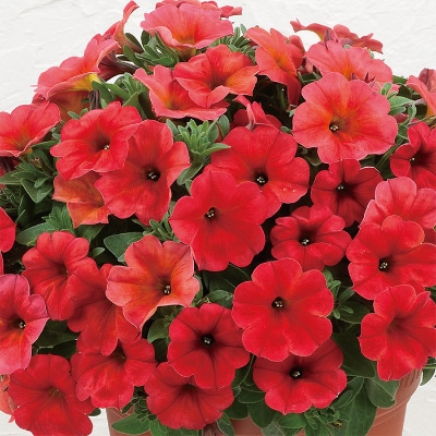 ペチュニア ビューティカル（Ｒ）レッドメープル