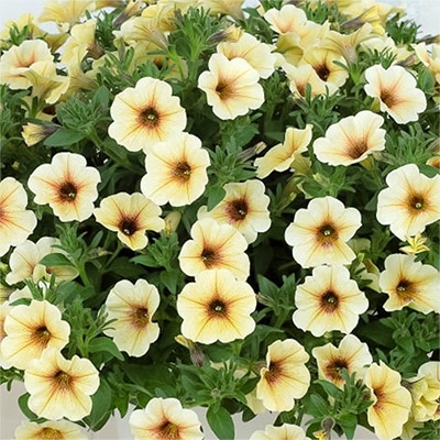 ペチュニア ビューティカル（R）フレンチバニラ 4月22日～4月28日発送予定