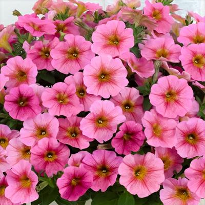 みみ　水彩画　雀とカリブラコア　値段は600円です カリブラコア：ジュエリーボックス（シャル・ウィ・ダンス3色