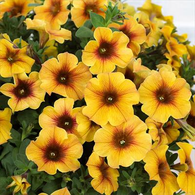 ペチュニア ビューティカル（R）キャラメルイエロー