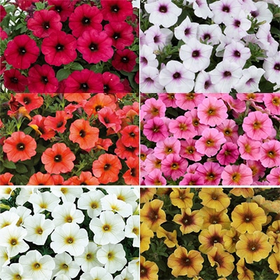 ペチュニア ビューティカル（R）限定カラー入りセット