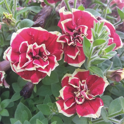 ペチュニア 花衣 茜染