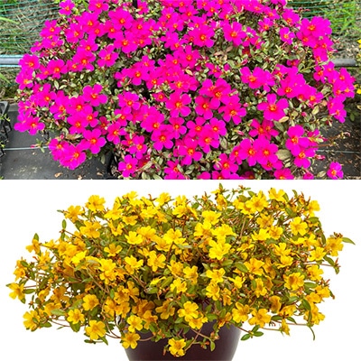 ポーチュラカ サマージュエルミックス