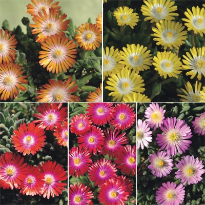 マツバギク 砂漠の宝石(R) ミックス