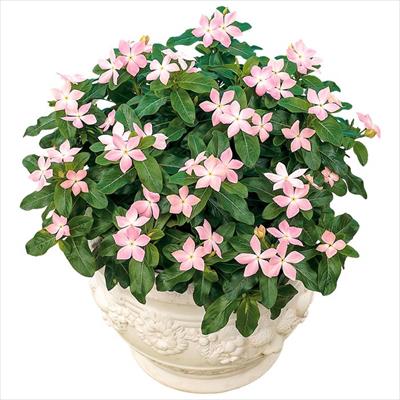 ニチニチソウ 初恋