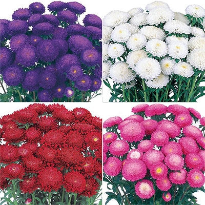 セルトップ(R)苗 4月お届け アスター あずみ 4種セット