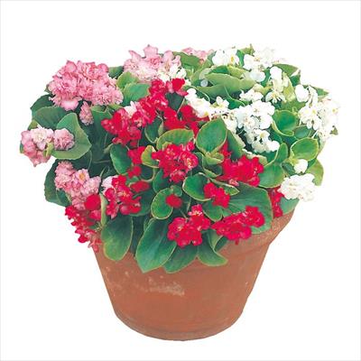 セルトップ(R)苗 5月お届け ベゴニア クイーン 3種セット