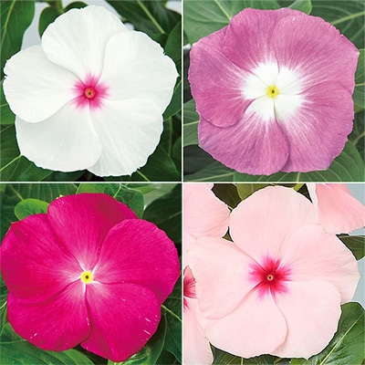 セルトップ(R)苗 5月お届け ニチニチソウ サンダー(R) 4種セット